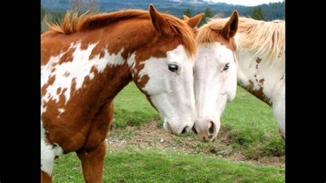 Youtube horses - Nov 17, 2023 · 🐴Watch more cute & funny horses: https://youtube.com/playlist?list=PLk4wuSfAP4qqtnkxcWuC-7wl2dWENPIr1😍Don't forget to subscribe my channel to watch more cu... 
